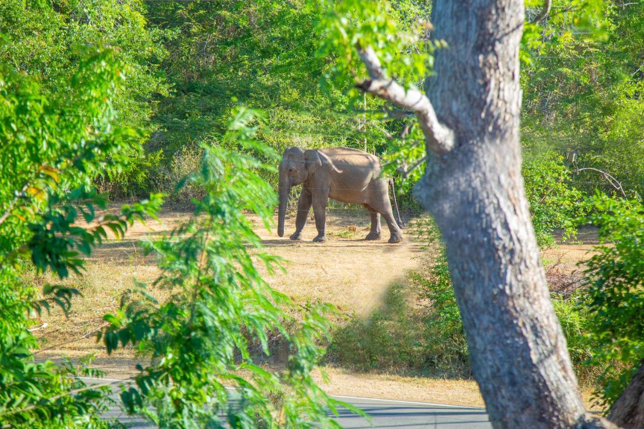 Ali Weta Safari Resort Udawalawe Εξωτερικό φωτογραφία