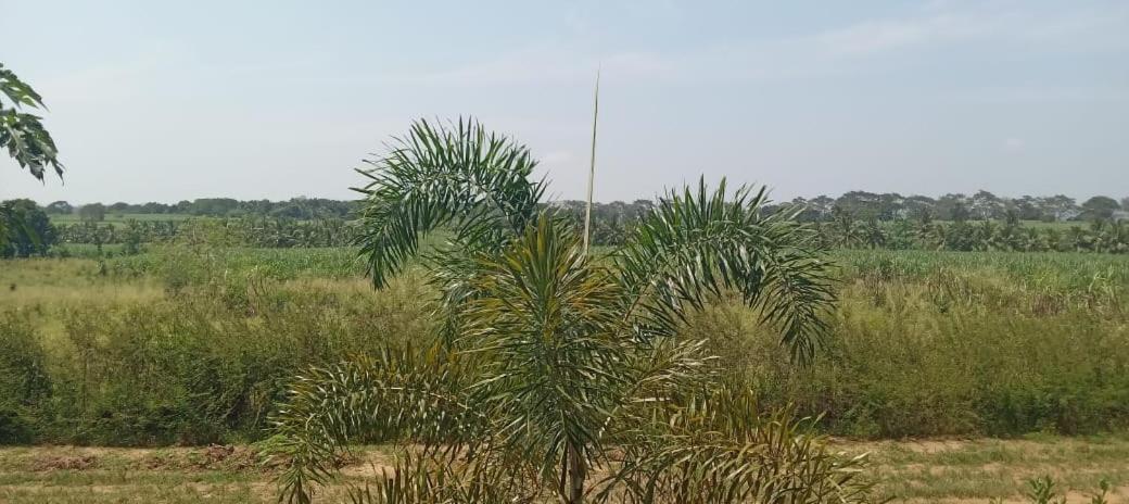 Ali Weta Safari Resort Udawalawe Εξωτερικό φωτογραφία